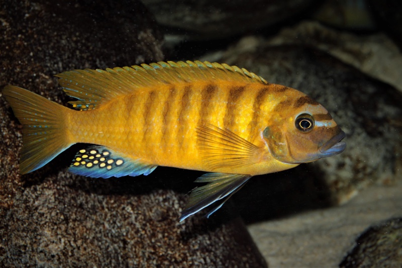 Maylandia sp. 'zebra gold' Lion's Cove